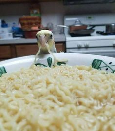 a small bird sitting on top of noodles in a bowl