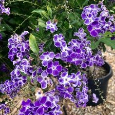 purple flowers in a pot on the ground