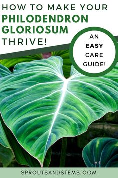 a large green leaf with the words how to make your phlodendron gloriosum thriving an easy care guide