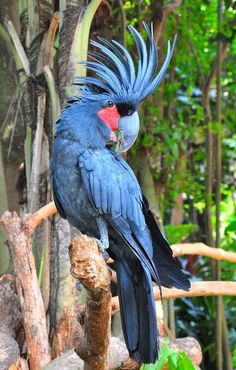 a blue and black bird sitting on top of a tree branch