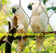 two white parrots sitting on top of a tree branch behind a chain link fence