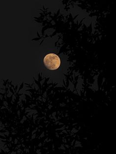 the full moon is seen through some trees in the dark night sky with no clouds