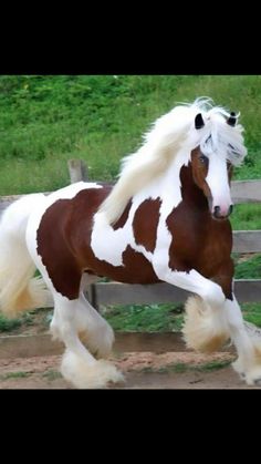 a brown and white horse with long hair running in the dirt next to a fence