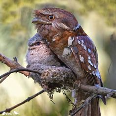 an owl sitting on top of a tree branch with its eyes open and it's head turned to the side