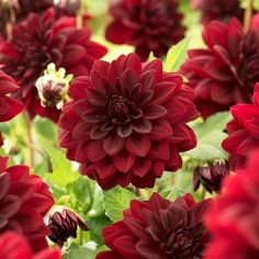 many red flowers with green leaves in the middle and one large flower on the other side