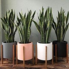 three potted plants in different colors and shapes