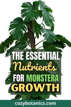 a plant with the words, the essential nutriennts for monstera growth on it