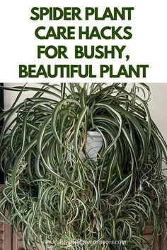 spider plant care hacks for bushy, beautiful plants