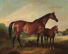 two brown horses standing next to each other in a field