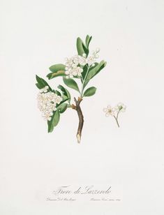 an illustration of some white flowers and green leaves