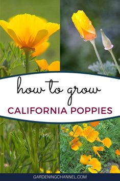 yellow flowers with the words how to grow california poppies