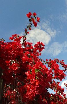 red flowers growing on the side of a metal fence with blue skies in the background