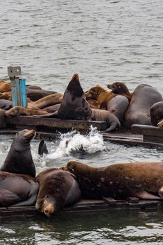 several sea lions are lounging in the water near some dock boards and one is laying on it's side