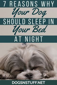 a dog sleeping on top of a bed with the words 7 reasons why your dog should sleep in your bed at night