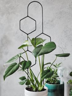 three potted plants in different colors and shapes, one with green leaves on it