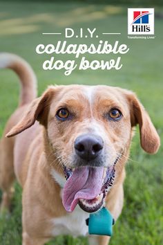 a brown dog standing on top of a lush green grass covered field with the words diy collapsible dog bowl