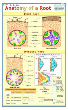 the anatomy of a root and its functions