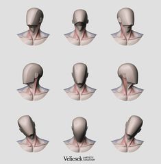 various views of the head and neck in different positions, including the upper part of the head