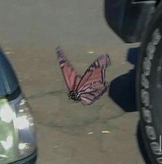 a butterfly that is sitting on the ground next to a car