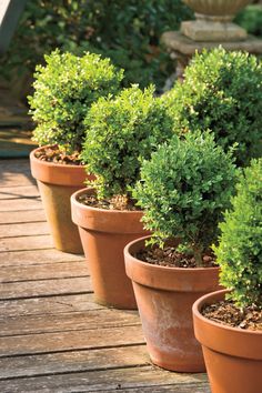 three potted plants sitting on top of a wooden deck