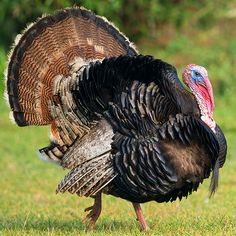 a large turkey standing on top of a lush green field