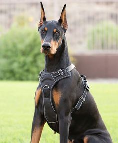 a black and brown dog sitting in the grass