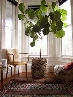 a large potted plant sitting next to a chair in front of a big window