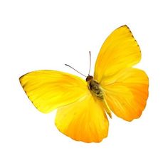 a yellow butterfly flying through the air