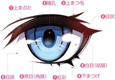 an eye with different parts labeled in english and chinese characters on it's side