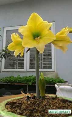 two yellow flowers in a pot on a table with dirt and grass around it, next to a window