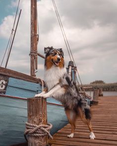 a dog standing on top of a wooden dock next to a boat