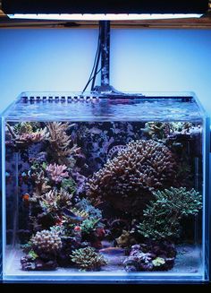 an aquarium filled with lots of different types of corals