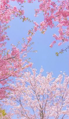 pink flowers are blooming on the branches of trees in front of a blue sky