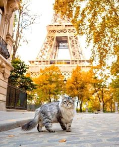 a cat is walking down the sidewalk in front of the eiffel tower