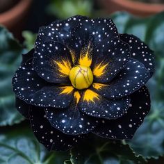 a black and yellow flower with white dots on it