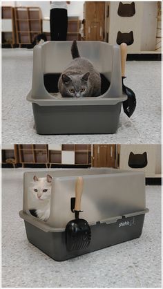 two pictures of a cat in a litter box