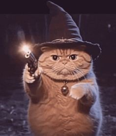 Wizard Cat, Cat Parents, Ninja Cats, Cats Memes, Silly Cats Pictures, Witch Cat, Cat Parenting, Cute Animals Images, Silly Animals