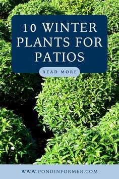 Article about the 10 best winter plants for patios, ideal for enhancing your outdoor space during the cold season.

Winter plants for patios, Winter plants, Winter garden, Winter Cold Weather Plants, Heavy Snowfall, Garden Patios, Patio Flowers, Winter Plants, Life Color, Patio Plants, Cozy Outdoor, Blue Spruce