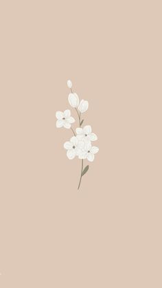 some white flowers on a pink background