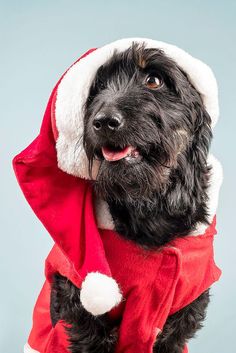 a black dog wearing a santa hat and scarf