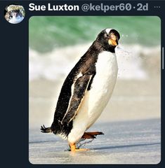 a penguin standing on top of a beach next to the ocean