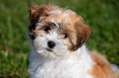 a small brown and white dog sitting on top of a green grass covered field with it's eyes closed