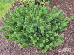 a small green plant in the middle of some mulch