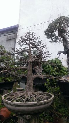 several bonsai trees in pots with one tree growing out of the potted planter