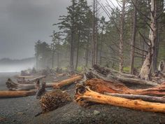 a forest filled with lots of trees next to the ocean on a foggy day