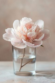 a pink flower in a clear glass vase