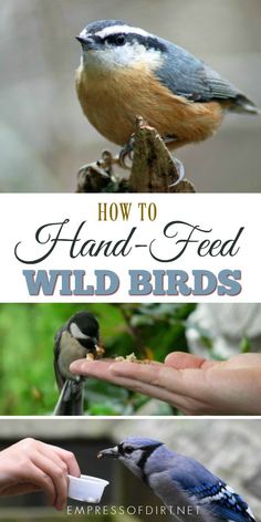 birds are feeding from the feeders in their hands, with text overlay that reads how to hand - feed wild birds