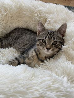 a cat laying on top of a fluffy white bed