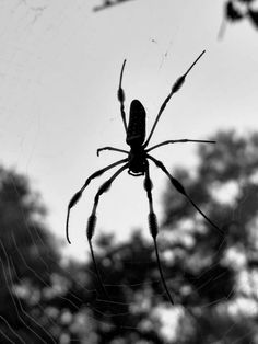 a black and white photo of a spider in its web with trees in the background