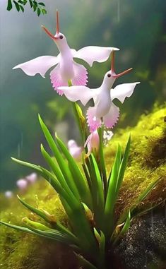 two white birds flying over some green plants